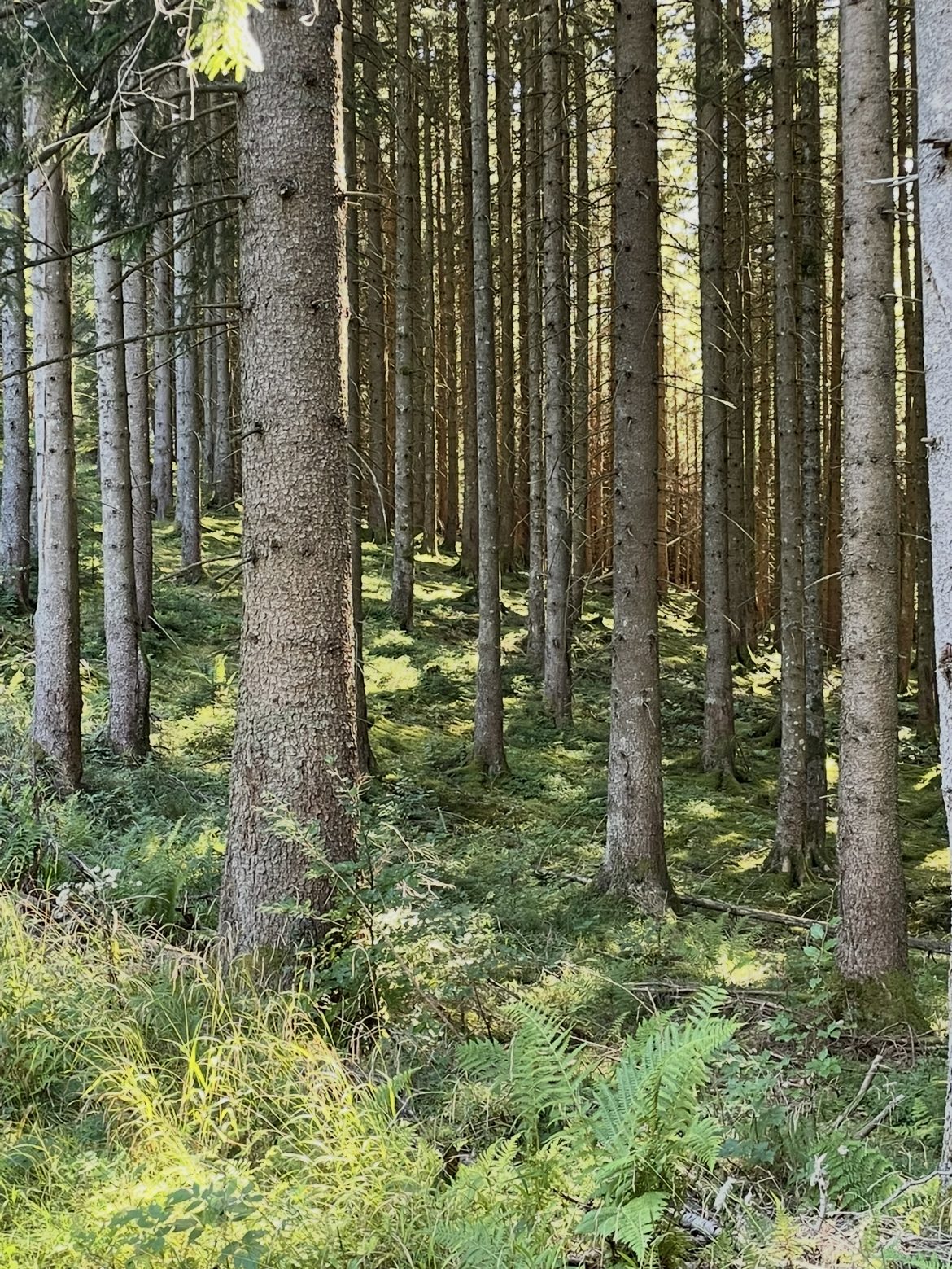 Lichter Fichtenbestand mit Gras und einzelnen Farnwedeln am Rand