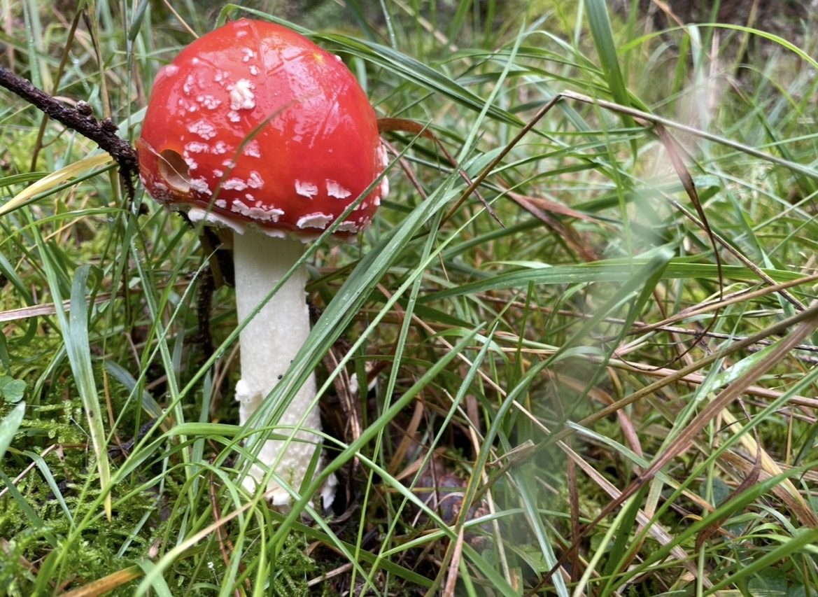 Junger Fliegenpilz mit leuchtend rotem Hut und weißen Flocken zwischen Gras und Moos