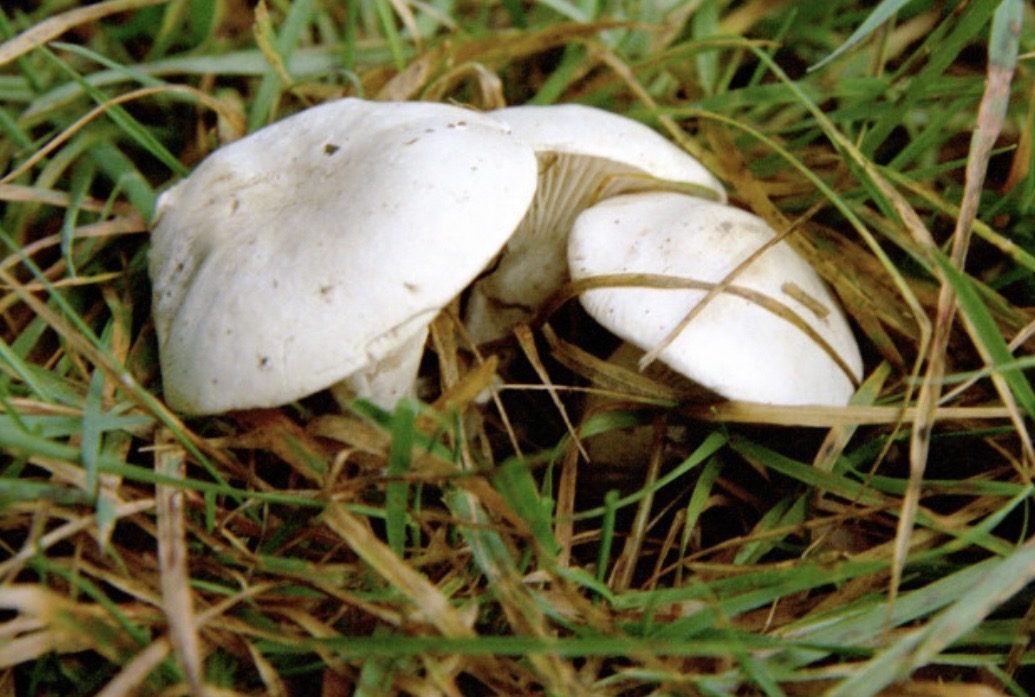 Zwei weiße Mehlräslinge mit herablaufenden Lamellen im Gras