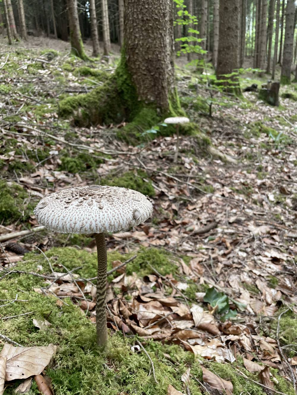 Parasol im lichten Wald