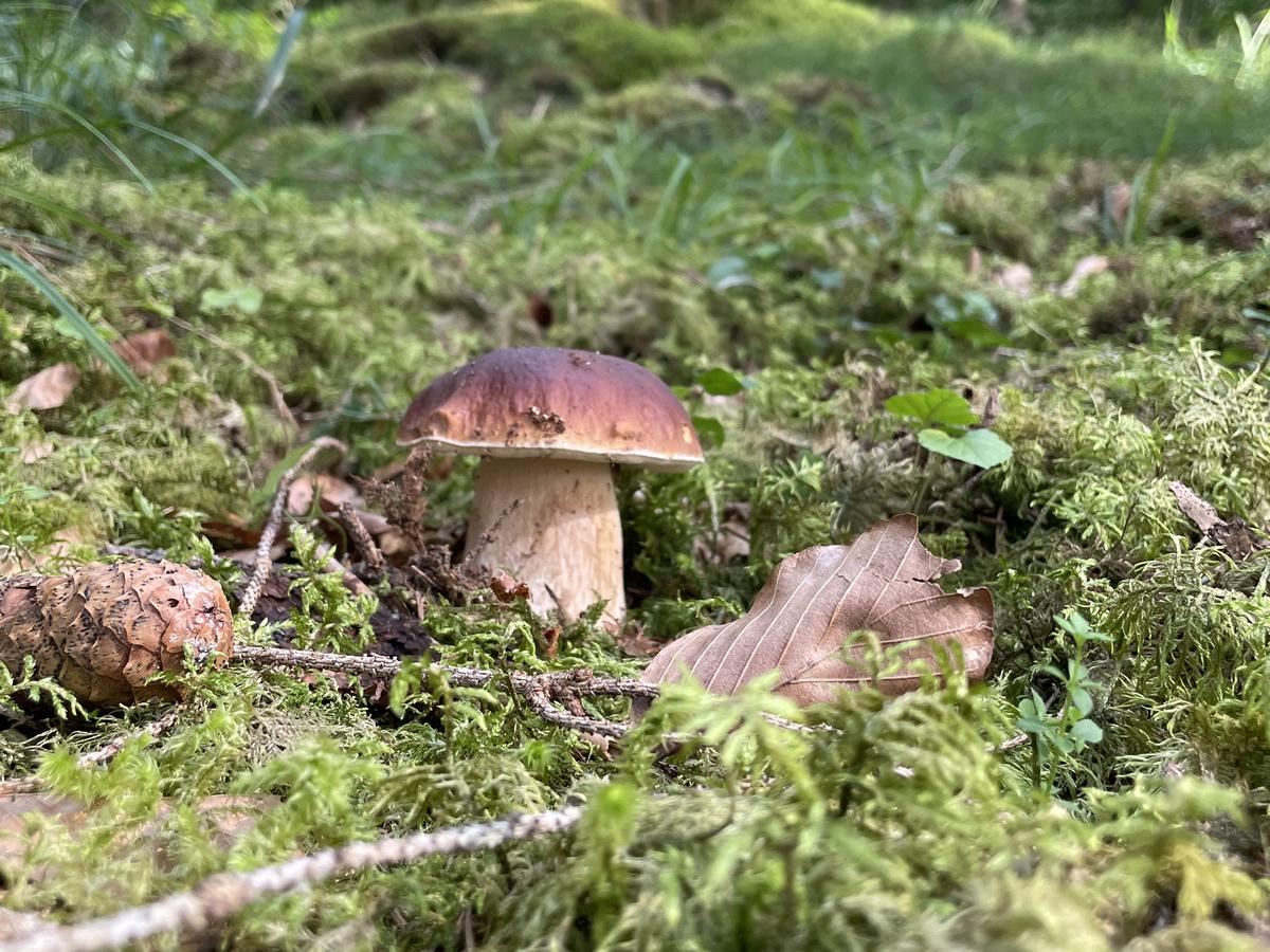Fichtensteinpilz am Fuß einer Fichte
