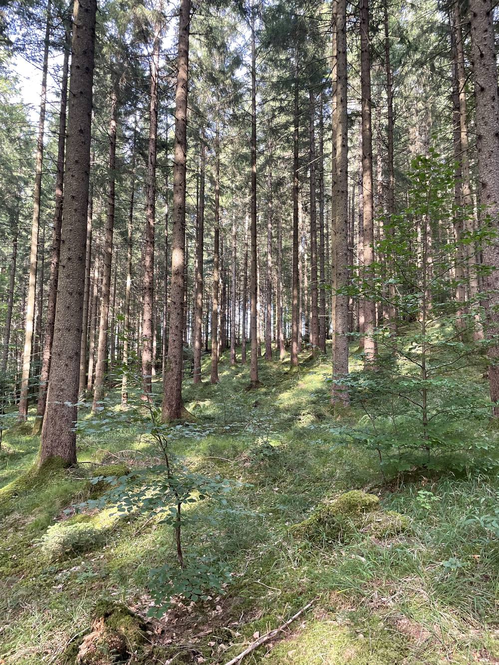 Fichtenwald mit dichter Moosdecke