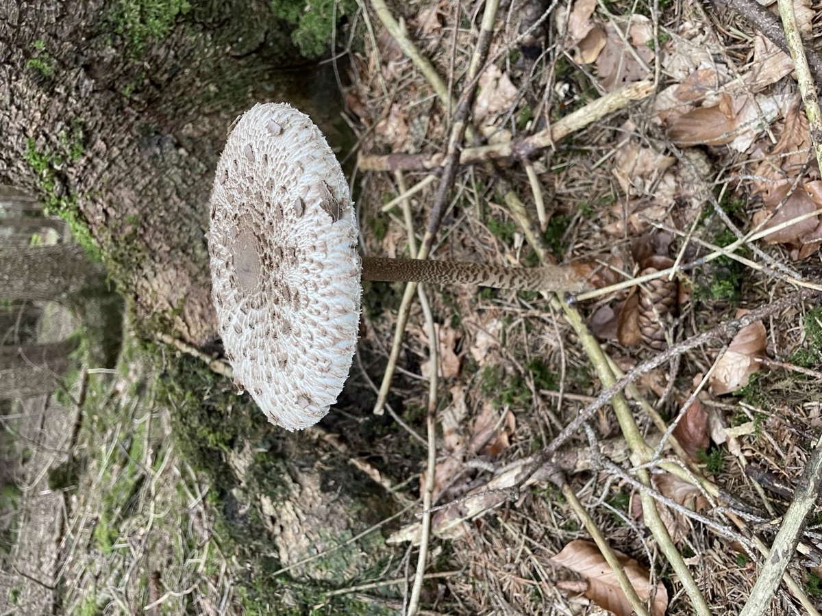 Voll aufgeschirmter Parasol mit flachem, geschupptem Hut und deutlichem Buckel in der Mitte