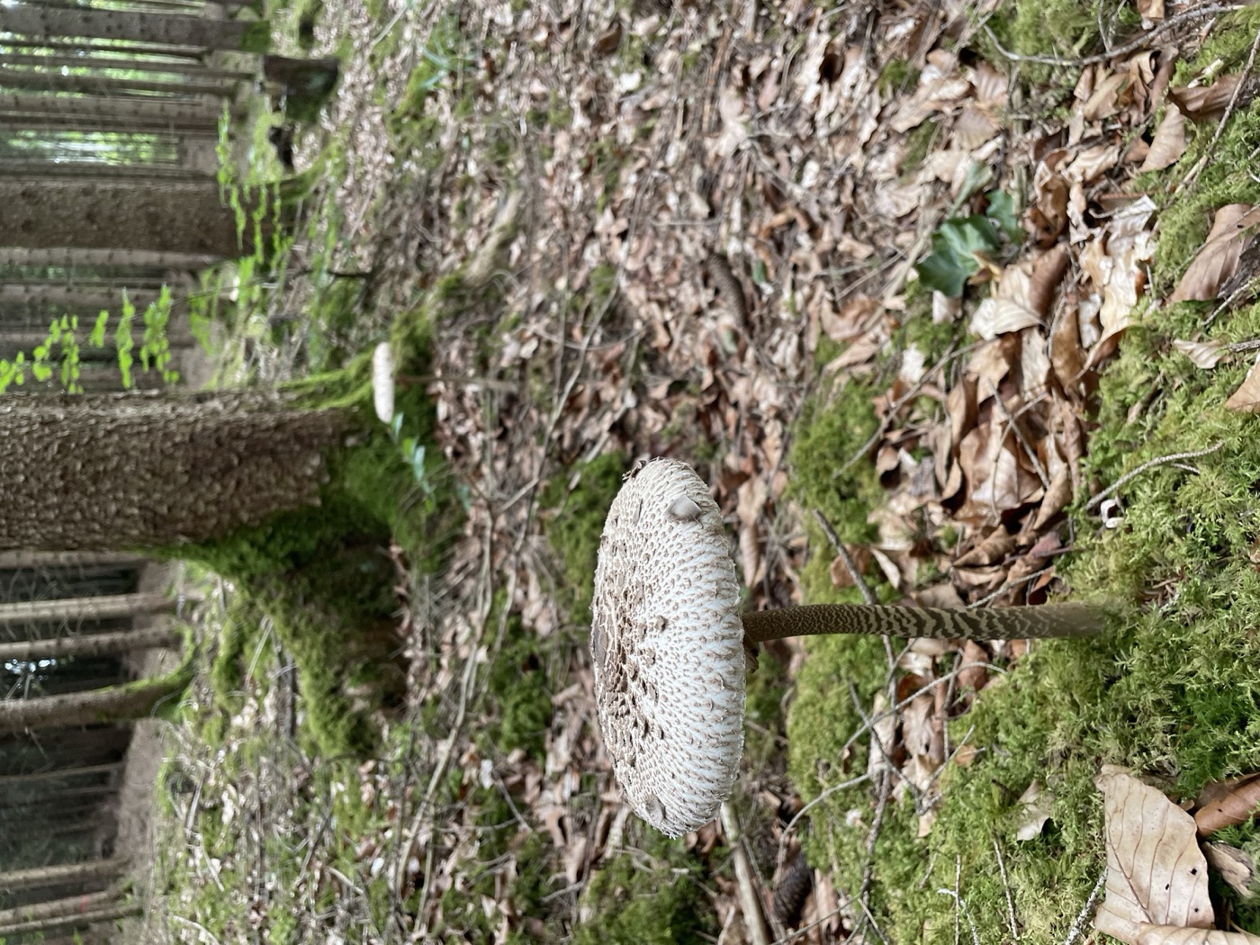 Ein aufgeschirmter Parasol auf einem Moospolster in einem lichten Fichtenwald, im Hintergrund ein zweiter Fruchtkörper