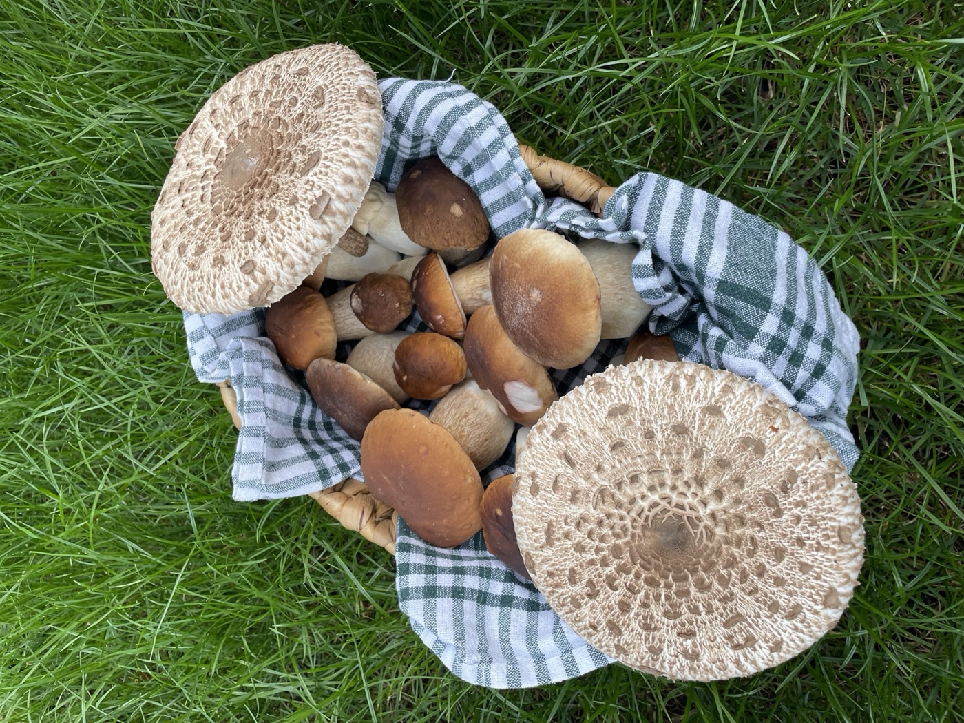 Korb mit Steinpilzen, obenauf zwei Parasolhüte, einer mit der cremefarbenen Lamellenseite nach oben