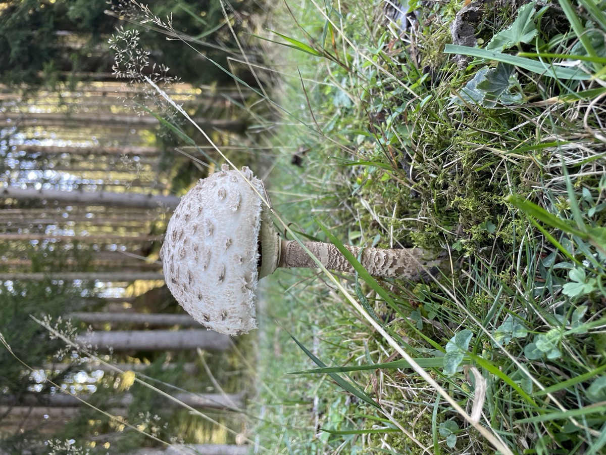 Einzelner junger Parasol mit noch halbrundem Schirm im Gras eines lichten Fichtenbestands