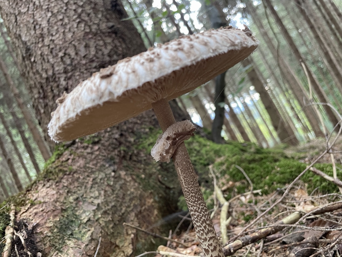 Parasol von schräg unten: deutlich abstehender doppelter Ring am Stiel, darunter braunes Schlangenhautmuster, darüber cremeweiße freie Lamellen