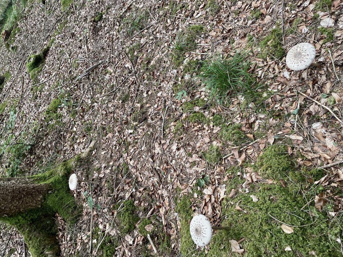 Drei Parasole verteilt über einen Waldhang mit Laubstreu, Moospolstern und einzelnen Grashorsten