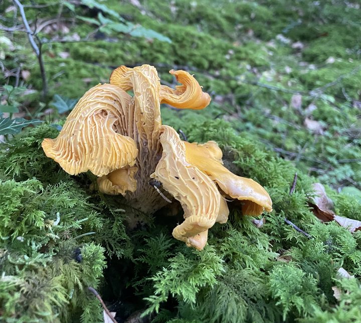 Ein großes, altes, stark gewelltes Pfifferlingsexemplar im Moos eines Fichtenwaldes