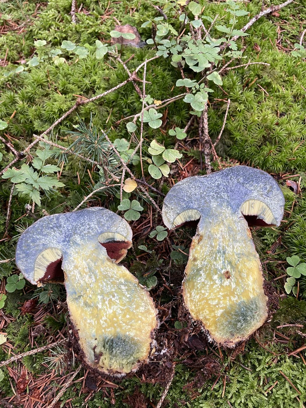 Zwei längs aufgeschnittene Flockenstielige Hexenröhrlinge auf Moos und Nadelstreu: rote Poren, das gelbe Fleisch blau verfärbt