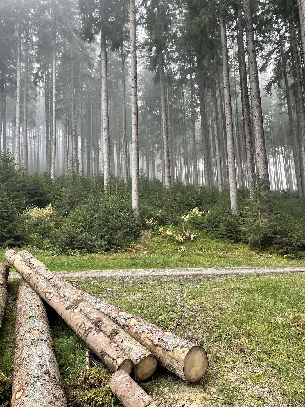 Nebliger Fichtenwald mit jungen Fichten, gelb werdenden Farnen und gestapelten Stämmen am Forstweg
